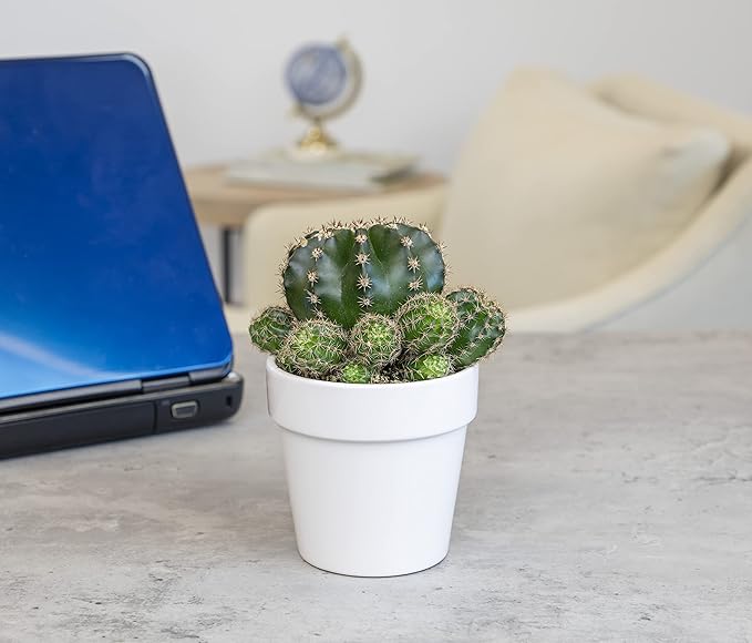 Cactus Plants Live in White Succulent Planter Pot, Live Cactus in Cactus Soil Potting Mix, Live Mini Cactus Succulents Plants Live Cacti, Cactus Live Succulents in Cactus Plant Pot by Plants for Pets