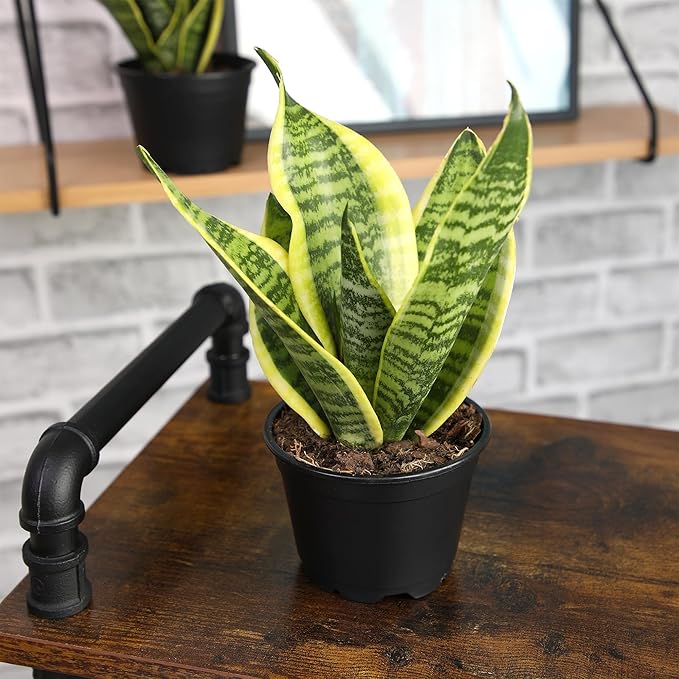 Live Snake Plant, Sansevieria trifasciata Superba, Fully Rooted Indoor House Plant in Pot, Mother in Law Tongue Sansevieria Plant, Potted Succulent Plant, Houseplant in Potting Soil by Plants for Pets