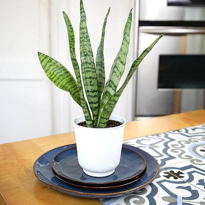 Altman Plants Variegated Snake Plant Decor, Sansevieria Zeylanica Snake Plants (Approx. 6" Tall) in White Planter, Air Purifying Easy Plant Gift, Live Snake Plant Live Indoor with Pot & Desk Plant