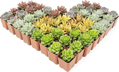 Altman Plants, Live Succulents Plants (50 Pack), Nursery Pots Variety Pack, Bulk Succulents Plants Live Plants Indoor Plants Live House Plants Indoors Live Indoor Plants Live Houseplants Live Indoor