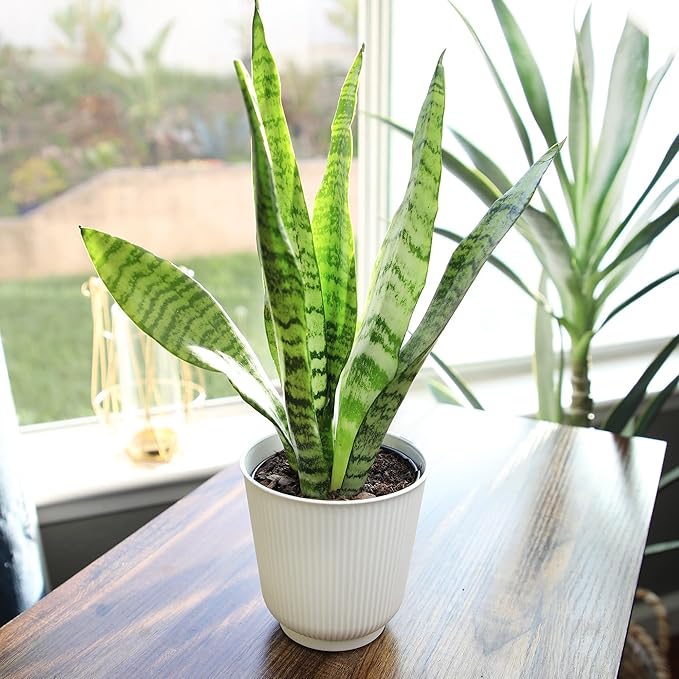 Live Snake Plant in Decorative White Pot, Sansevieria Zeylanica, Indoor House Plant, Mother in Law Tongue Sansevieria Plant Live, Long Succulent Plant, Fully Rooted Houseplant by Plants for Pets