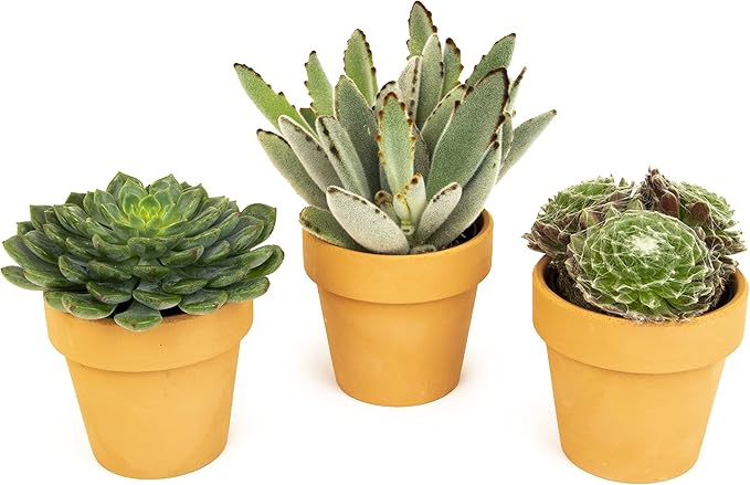 Succulents Plants Live in Clay Pots (3 PK), Live Succulent Plants Live Plants in Succulent Pots, Live Succulents Unique Gardening Gifts for Plant Lovers, Mini Succulents Plant Gifts by Plants for Pets