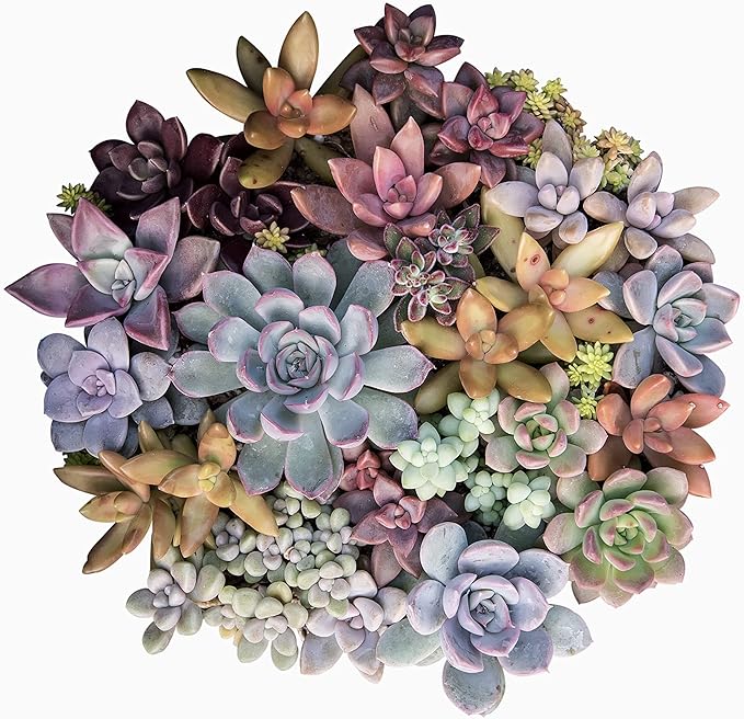 Altman Plants, Live Succulents Plants (50 Pack), Nursery Pots Variety Pack, Bulk Succulents Plants Live Plants Indoor Plants Live House Plants Indoors Live Indoor Plants Live Houseplants Live Indoor