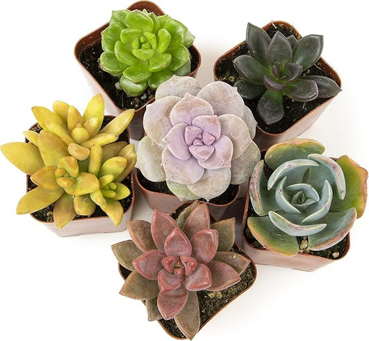 Altman Plants, Live Succulents Plants Live Houseplants (6PK), Succulents Live Plants Live House Plants Indoors Live, Live Cactus Plants Live Cacti Succulent Plants Live Indoor Plants Live Houseplants