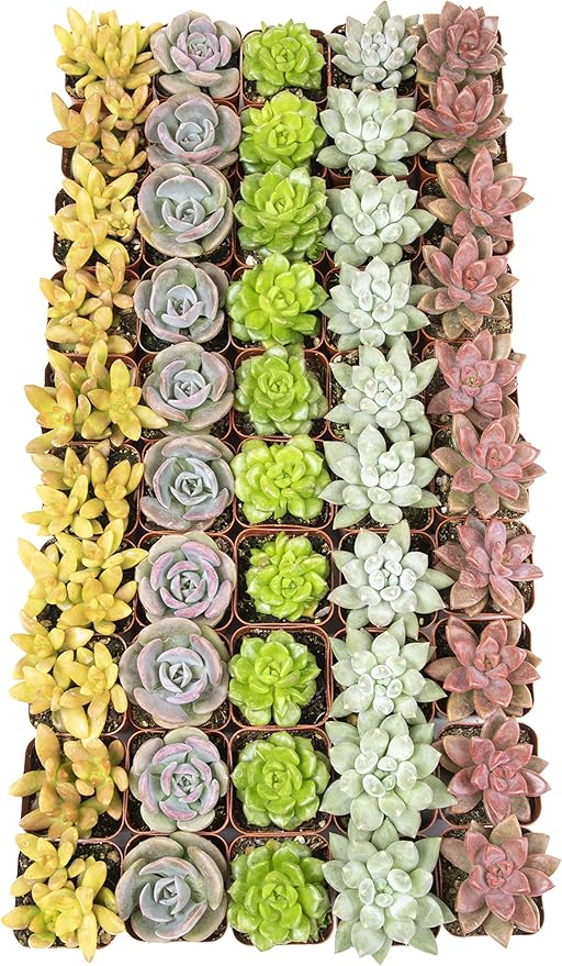 Altman Plants, Live Succulents Plants (50 Pack), Nursery Pots Variety Pack, Bulk Succulents Plants Live Plants Indoor Plants Live House Plants Indoors Live Indoor Plants Live Houseplants Live Indoor