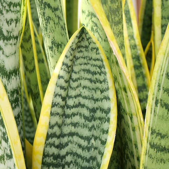 Altman Plants, Live Snake Plant, Sansevieria trifasciata Superba, Fully Rooted Indoor House Plant in Pot, Mother in Law Tongue Sansevieria Plant, Potted Succulent Plant, Houseplant in Potting Soil