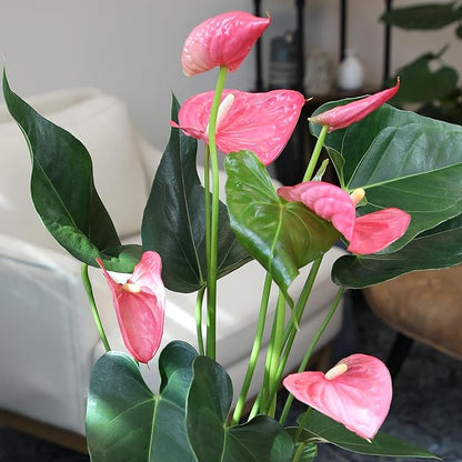 Pink Anthurium Live Plant Decor (Approx. 17-19" Tall), Real Flowers/House Plants in 6" White Plant Pot, Floral Office Plants, Air Purifying Plants & Cool Gifts for Plant Lovers by Plants for Pets