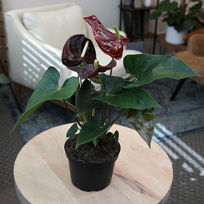 Black Chocolate Anthurium Live Plant (Approx. 19-22" Tall), Real Flowers/Unique House Plants in 6" Nursery Pot, Desk Plant, Air Purifying Plants & Cool Gifts for Plant Lovers by Plants for Pets