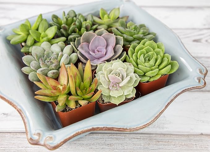 Altman Plants, Live Succulents Plants Live Houseplants (12PK), Succulents Live Plants Live House Plants Indoors Live, Live Cactus Plants Live Cacti Succulent Plants Live Indoor Plants Live Houseplants