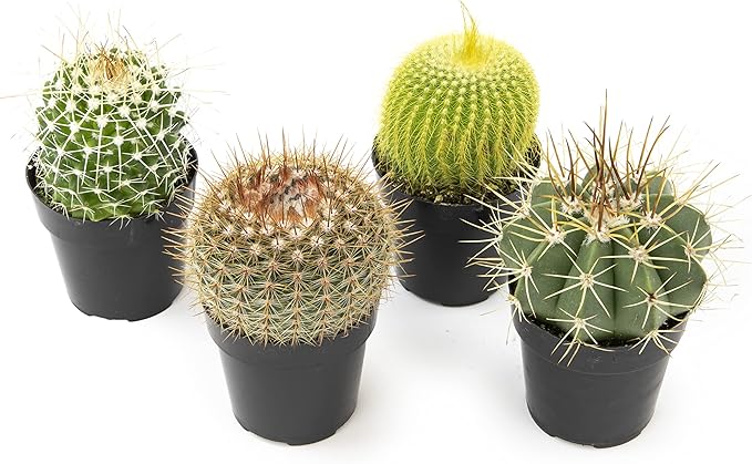 Altman Plants, Assorted Cactus Plants Live Cactus Decor (4PK), Cactus Plant Live Succulents Plants Live in Cactus Soil Potting Mix, Live Cacti Plants Live Succulent Plants Live Plants in Cactus Pot