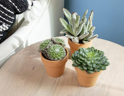 Succulents Plants Live in Clay Pots (3 PK), Live Succulent Plants Live Plants in Succulent Pots, Live Succulents Unique Gardening Gifts for Plant Lovers, Mini Succulents Plant Gifts by Plants for Pets