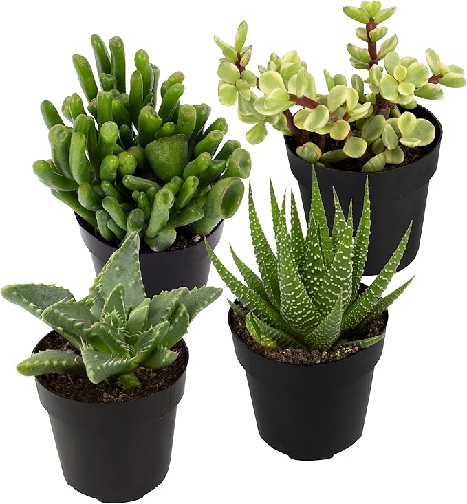 Altman Plants, Assorted Succulents Plants Live Houseplants (4PK), Succulent Plants Home Office Plants Live Indoor Plants, Live Plants Indoor House Plants, Easy Care Plants, Desk Plants, Kitchen Plants