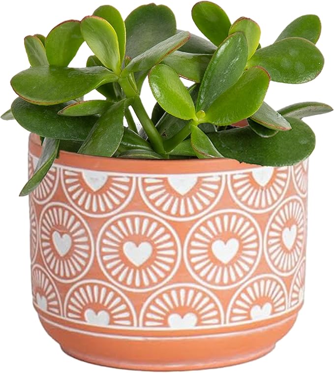 Costa Farms Succulent Plant, Live Jade Plant, Potted in Cute Decor Plant Pot with Potting Soil Mix, Room and Plants Home Decor, Housewarming, Birthday Gift, 6-8 Inches Tall