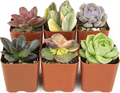 Altman Plants, Live Succulents Plants Live Houseplants (6PK), Succulents Live Plants Live House Plants Indoors Live, Live Cactus Plants Live Cacti Succulent Plants Live Indoor Plants Live Houseplants