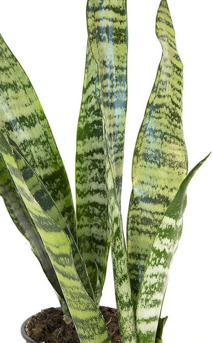 Sansevieria Zeylanica, Live Snake Plant Live Indoor Plants Live Houseplants, Live Plants Indoor Plants, Live Plants Indoor Low Light, Potted Plants, House Plants for Delivery Prime by Plants for Pets