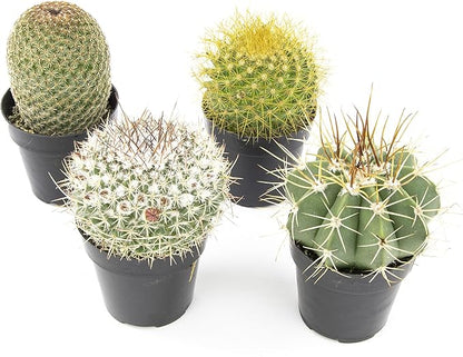 Altman Plants, Assorted Cactus Plants Live Cactus Decor (4PK), Cactus Plant Live Succulents Plants Live in Cactus Soil Potting Mix, Live Cacti Plants Live Succulent Plants Live Plants in Cactus Pot