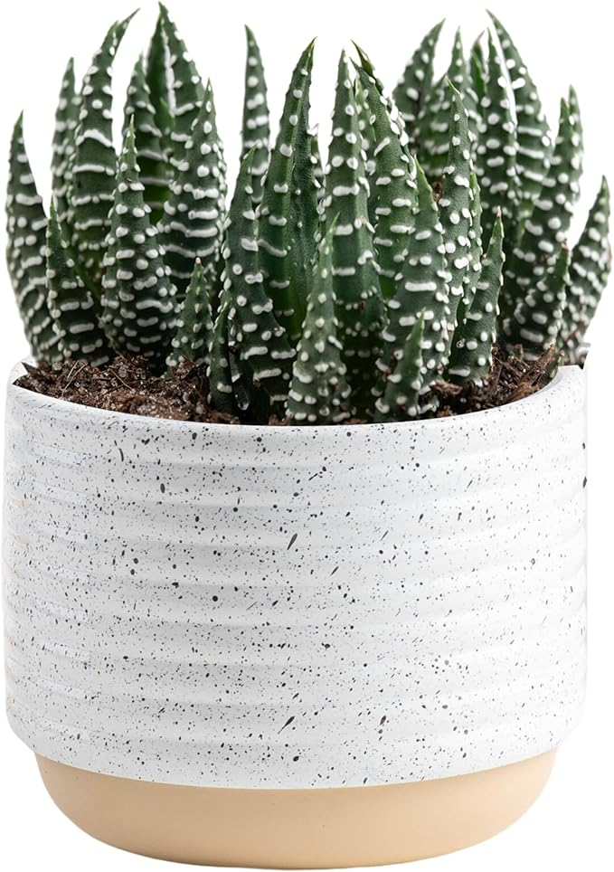 Costa Farms Live Succulent, Easy to Grow Haworthia Plant in Planter Pot, Succulent Houseplant in Potting Soil, Indoors Garden Gift, Cacti Room Décor and Home Décor, 4-Inches Tall