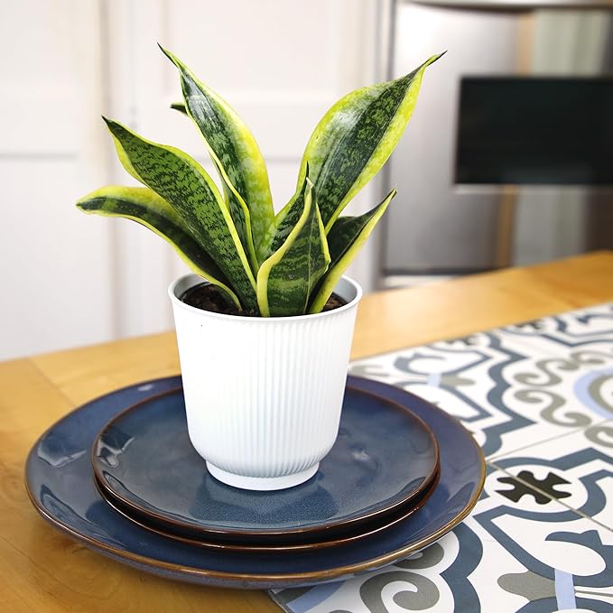 Live Snake Plant with Decorative White Pot, Sansevieria Trifasciata Superba, Fully Rooted Indoor House Plant, Mother in Law Tongue Sansevieria Plant, Succulent Plant Houseplant by Plants for Pets