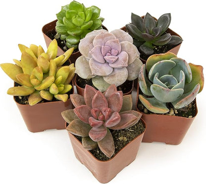 Altman Plants, Live Succulents Plants Live Houseplants (6PK), Succulents Live Plants Live House Plants Indoors Live, Live Cactus Plants Live Cacti Succulent Plants Live Indoor Plants Live Houseplants