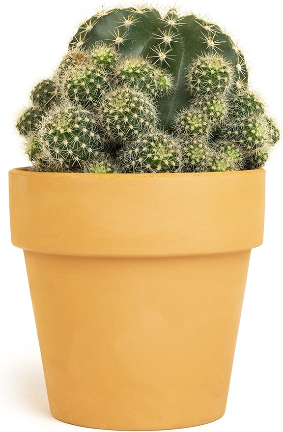 Cactus Plants Live in Clay Cactus Plant Pot, Live Cactus Potted in Cactus Soil Potting Mix, Live Mini Cactus Succulents Plants Live Cacti, Cactus Live Succulents in Succulent Pot by Plants for Pets