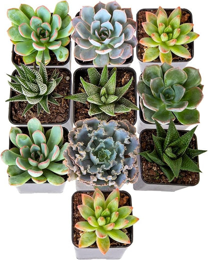 Costa Farms Succulents (10 Pack), Live 2.5 Inch Succulent Plants, Grower's Choice Houseplants, Potted in Nursery Plant Pots, Potting Soil, Gift for Bulk Baby Shower, Bridal Shower, DIY Room Décor