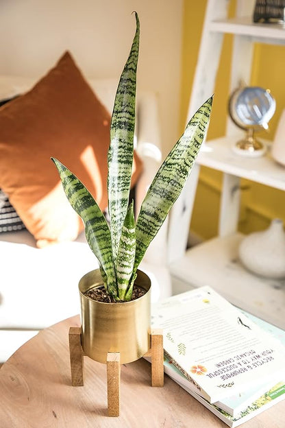 Sansevieria Zeylanica, Live Snake Plant Live Indoor Plants Live Houseplants, Live Plants Indoor Plants, Live Plants Indoor Low Light, Potted Plants, House Plants for Delivery Prime by Plants for Pets