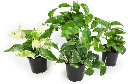 Altman Plants Live Succulents (20 Pack) & Live Pothos Plants (4PK) Indoor House Plants