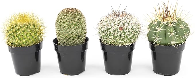 Altman Plants, Assorted Cactus Plants Live Cactus Decor (4PK), Cactus Plant Live Succulents Plants Live in Cactus Soil Potting Mix, Live Cacti Plants Live Succulent Plants Live Plants in Cactus Pot