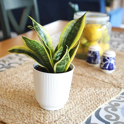 Live Snake Plant with Decorative White Pot, Sansevieria Trifasciata Superba, Fully Rooted Indoor House Plant, Mother in Law Tongue Sansevieria Plant, Succulent Plant Houseplant by Plants for Pets