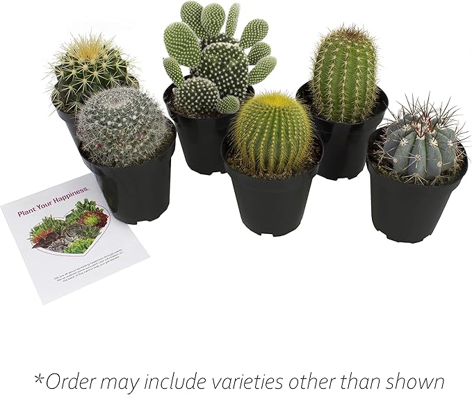 Altman Plants, Assorted Cactus Plants Live Succulents (6 Pack), Live Cactus Plant Lover Gifts, Cacti Succulents Plants Live Houseplants, Succulent Indoor Plants Live Plants in Cactus Soil Potting Mix