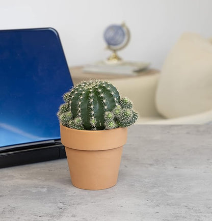 Cactus Plants Live in Clay Cactus Plant Pot, Live Cactus Potted in Cactus Soil Potting Mix, Live Mini Cactus Succulents Plants Live Cacti, Cactus Live Succulents in Succulent Pot by Plants for Pets