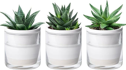 D'vine Dev 4 Inch Design Self Watering Planter for Indoor Plants, White Terracotta Pots with Cylinder Glass Cup, Set of 3, 373-A-3