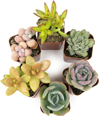 Altman Plants, Live Succulents Plants Live Houseplants (6PK), Succulents Live Plants Live House Plants Indoors Live, Live Cactus Plants Live Cacti Succulent Plants Live Indoor Plants Live Houseplants