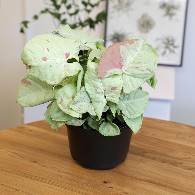 Variegated Milk Confetti Syngonium Plant (Approx. 14" Tall) in 6 Inch Pot, Easy House Plant Arrowhead Plant, Live Indoor Plant, Desk Plant & Office Plant, Unique Plant Lover Gifts by Plants for Pets