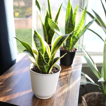 Live Snake Plant with Decorative White Pot, Sansevieria Trifasciata Superba, Fully Rooted Indoor House Plant, Mother in Law Tongue Sansevieria Plant, Succulent Plant Houseplant by Plants for Pets