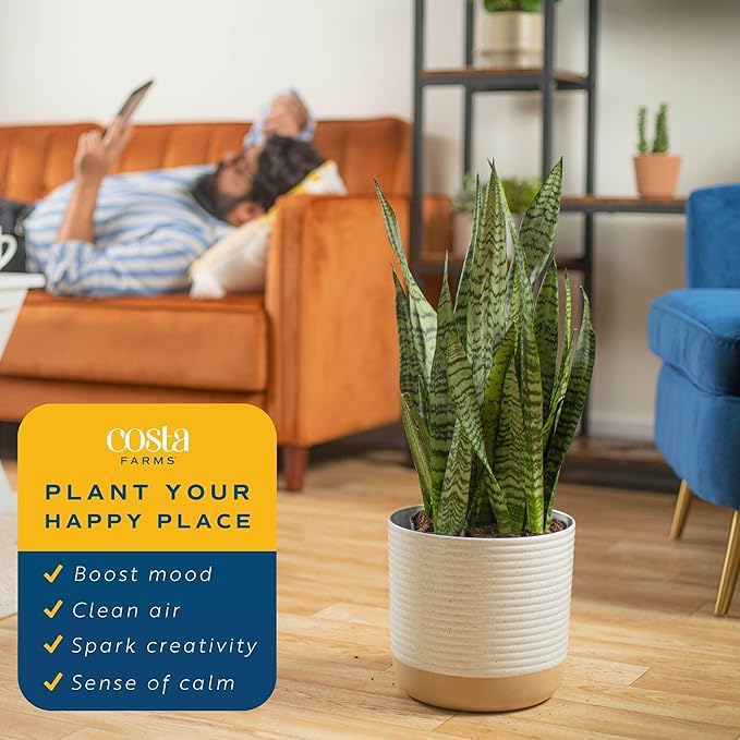 Costa Farms Premium Live Indoor Snake Sansevieria Floor Plant Shipped in Décor Planter, 2-Feet Tall, Grower's Choice, Green, Yellow