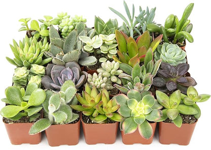 Altman Plants Live Succulents (20 Pack) & Live Pothos Plants (4PK) Indoor House Plants