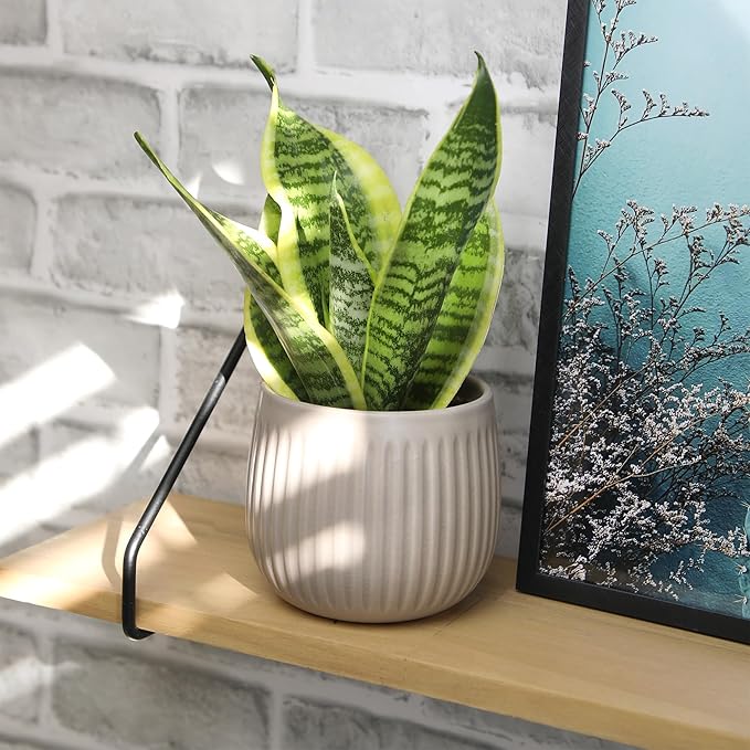 Live Snake Plant, Sansevieria trifasciata Superba, Fully Rooted Indoor House Plant in Pot, Mother in Law Tongue Sansevieria Plant, Potted Succulent Plant, Houseplant in Potting Soil by Plants for Pets