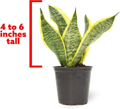 Live Snake Plant, Sansevieria trifasciata Superba, Fully Rooted Indoor House Plant in Pot, Mother in Law Tongue Sansevieria Plant, Potted Succulent Plant, Houseplant in Potting Soil by Plants for Pets