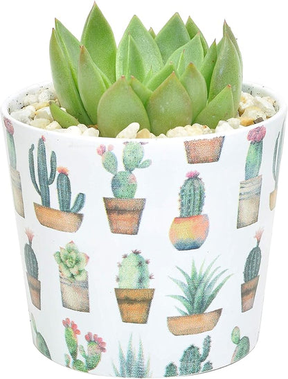 Costa Farms Live Indoor Echeveria Succulent Plant in Wood Design Ceramic Pot