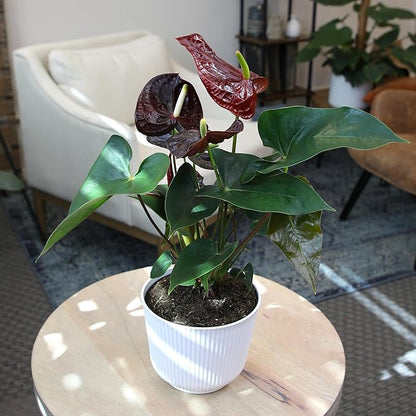 Black Chocolate Anthurium Live Plant Decor (Approx. 19-22" Tall), Real Flowers/House Plants in 6" White Plant Pot, Desk Plant, Air Purifying Plants & Cool Gifts for Plant Lovers by Plants for Pets