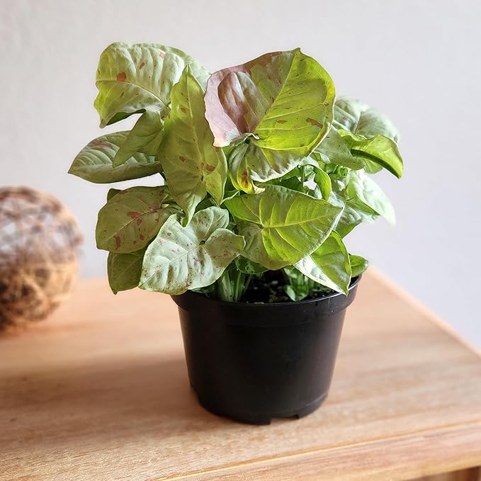 Variegated Milk Confetti Syngonium Plant (Approx. 14" Tall) in 6 Inch Pot, Easy House Plant Arrowhead Plant, Live Indoor Plant, Desk Plant & Office Plant, Unique Plant Lover Gifts by Plants for Pets