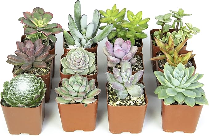 Altman Plants, Live Succulents Plants Live Houseplants (12PK), Succulents Live Plants Live House Plants Indoors Live, Live Cactus Plants Live Cacti Succulent Plants Live Indoor Plants Live Houseplants