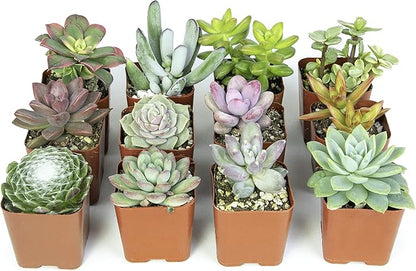 Altman Plants, Live Succulents Plants Live Houseplants (12PK), Succulents Live Plants Live House Plants Indoors Live, Live Cactus Plants Live Cacti Succulent Plants Live Indoor Plants Live Houseplants