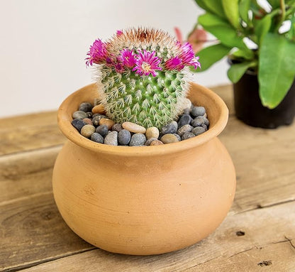 Altman Plants, Assorted Cactus Plants Live Cactus Decor (4PK), Cactus Plant Live Succulents Plants Live in Cactus Soil Potting Mix, Live Cacti Plants Live Succulent Plants Live Plants in Cactus Pot