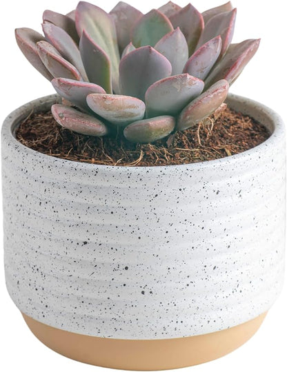 Costa Farms Succulent, Live Indoor Plant Grower's Choice, Easy to Grow Houseplant in Indoor Succulent Planter, Birthday, Garden Gift, Desert Room Decor for Home or Office, 6-Inches Tall