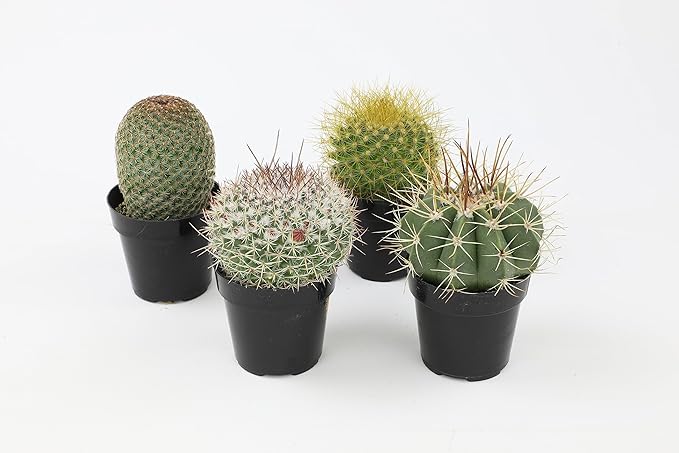 Altman Plants Assorted Cactus Collection 2.5" 4 pack