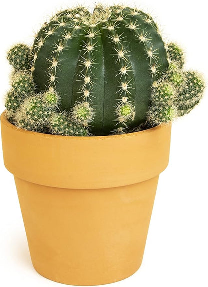 Cactus Plants Live in Clay Cactus Plant Pot, Live Cactus Potted in Cactus Soil Potting Mix, Live Mini Cactus Succulents Plants Live Cacti, Cactus Live Succulents in Succulent Pot by Plants for Pets