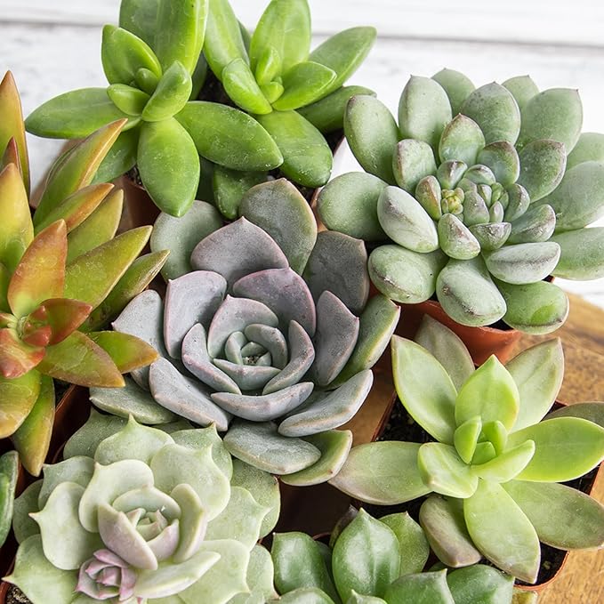 Altman Plants, Live Succulent Plants (20 Pack) Assorted Potted Succulents Plants Live House Plants in Cacti and Succulent Soil Mix, Cactus Plants Live Indoor Plants Live Houseplants in Planter Pots