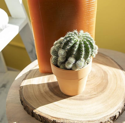 Cactus Plants Live in Clay Cactus Plant Pot, Live Cactus Potted in Cactus Soil Potting Mix, Live Mini Cactus Succulents Plants Live Cacti, Cactus Live Succulents in Succulent Pot by Plants for Pets